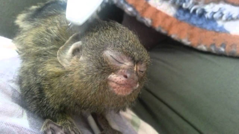 Pygmy Marmoset պրիմատը սիրում է, երբ իրեն շոյում են ատամի խոզանակով