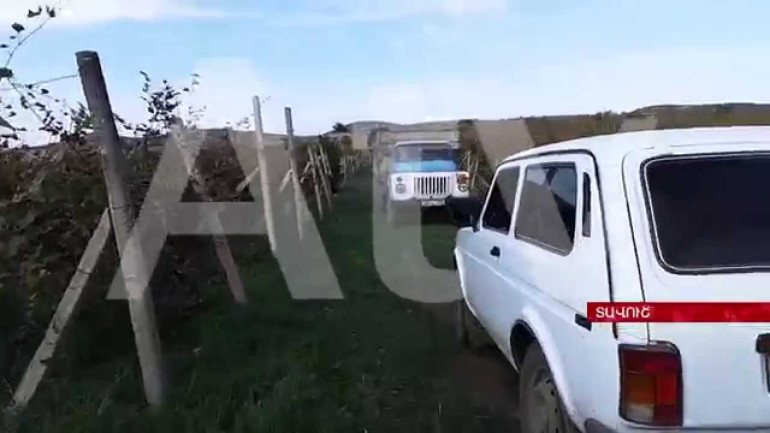 Բերդավանում խաղող են հավաքում`արհամարհելով կրակոցները