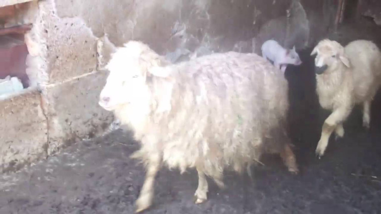 Գողացել էր 38 գառ, 13 ոչխար և 1 այծ