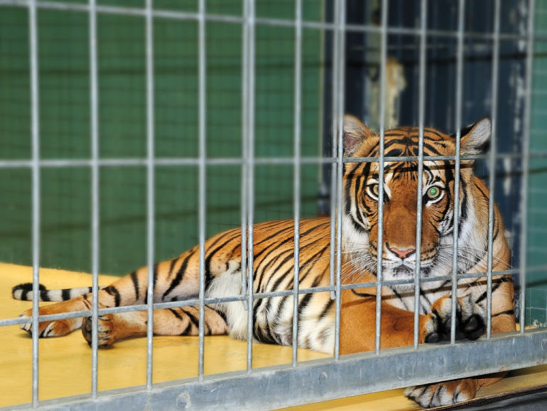 A tiger mauled a zoo cleaner in Romania - News from Armenia - Tert.am