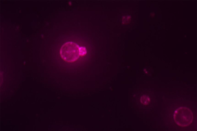 Scientists say they have built a cell from scratch for the first time